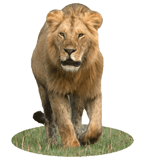 Gif animé lion marche